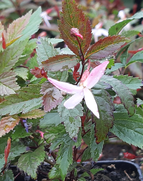 Gillenia trifoliata `Pink Profusion`